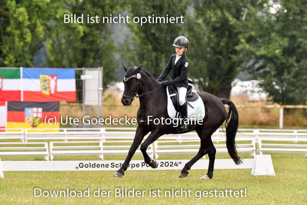 Goldene Schärpe Ponys in Hohenberg Krusemark 2024 | 12072024 Dressur _0424 