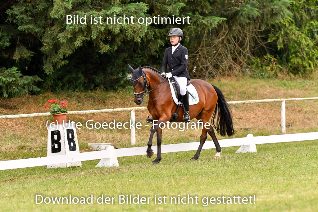 Goldene Schärpe Ponys in Hohenberg Krusemark 2024 | 12072024 Dressur _0426