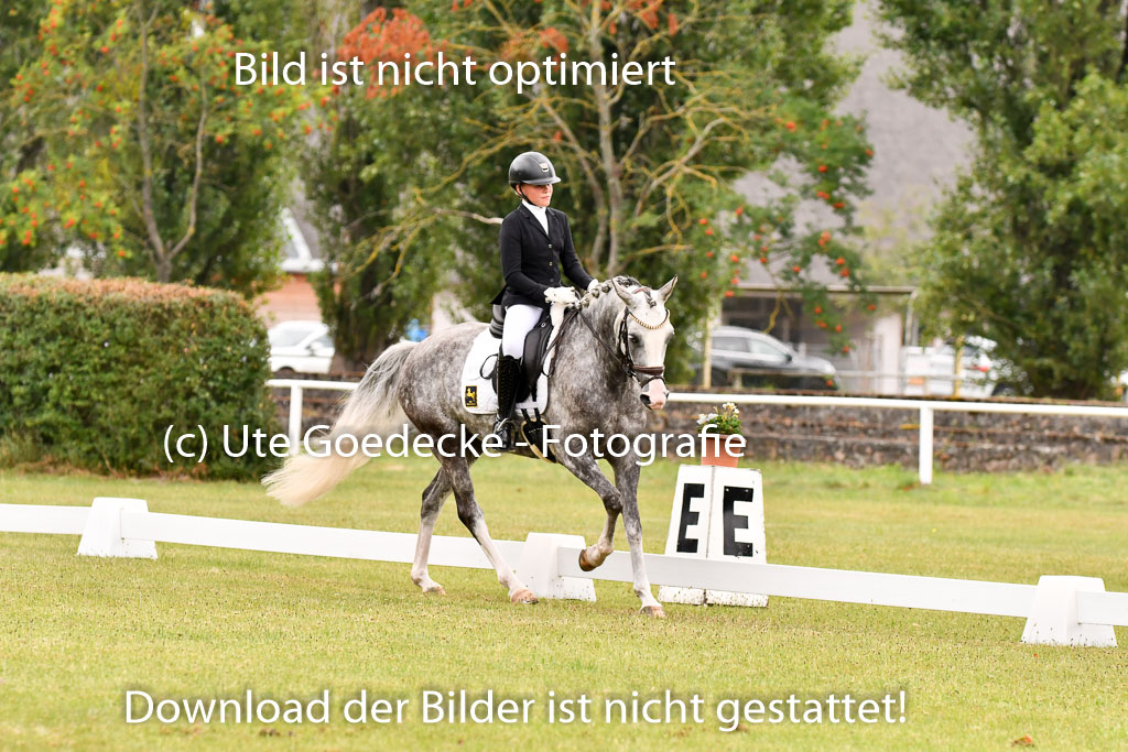 Goldene Schärpe Ponys in Hohenberg Krusemark 2024 | 12072024 Dressur _0437 