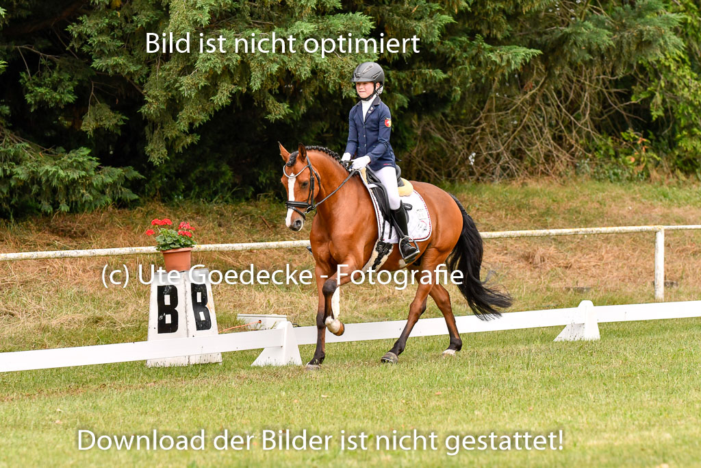 Goldene Schärpe Ponys in Hohenberg Krusemark 2024 | 12072024 Dressur _0463 