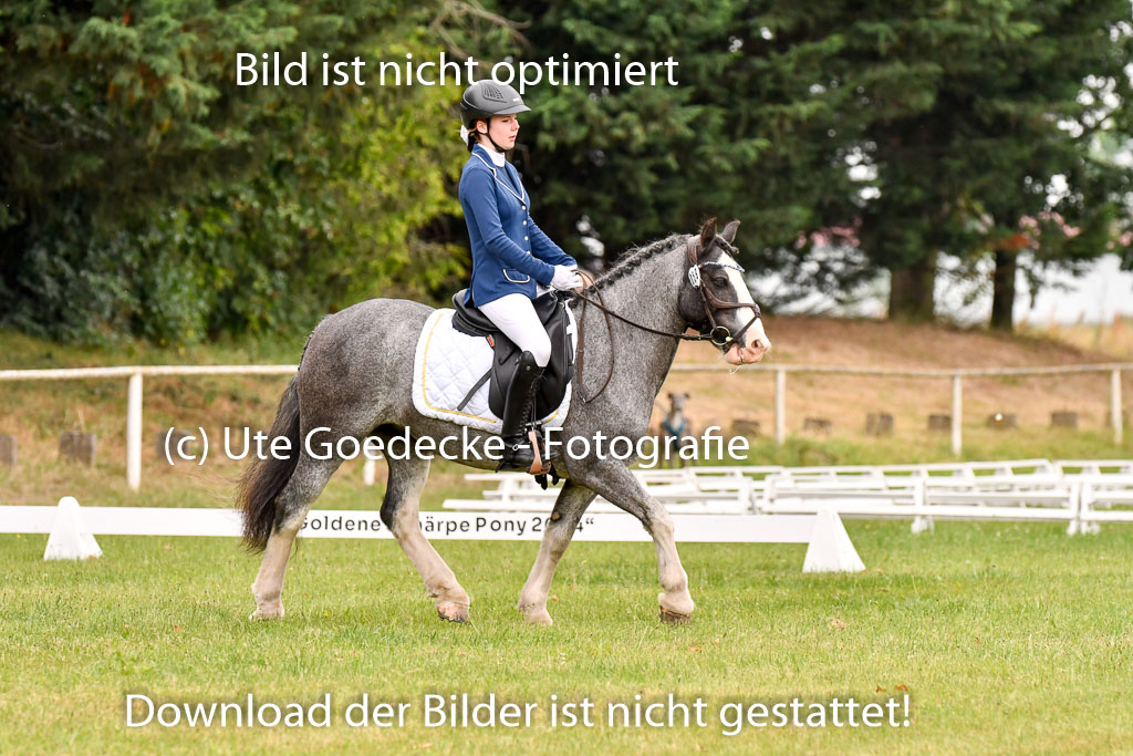 Goldene Schärpe Ponys in Hohenberg Krusemark 2024 | 12072024 Dressur _0495