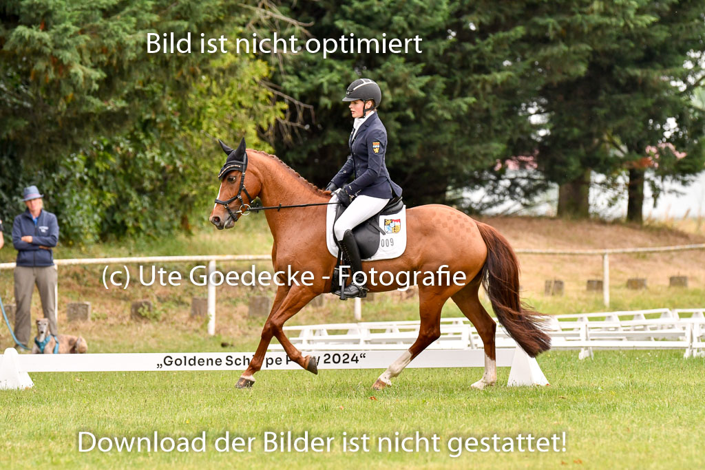 Goldene Schärpe Ponys in Hohenberg Krusemark 2024 | 12072024 Dressur _0521