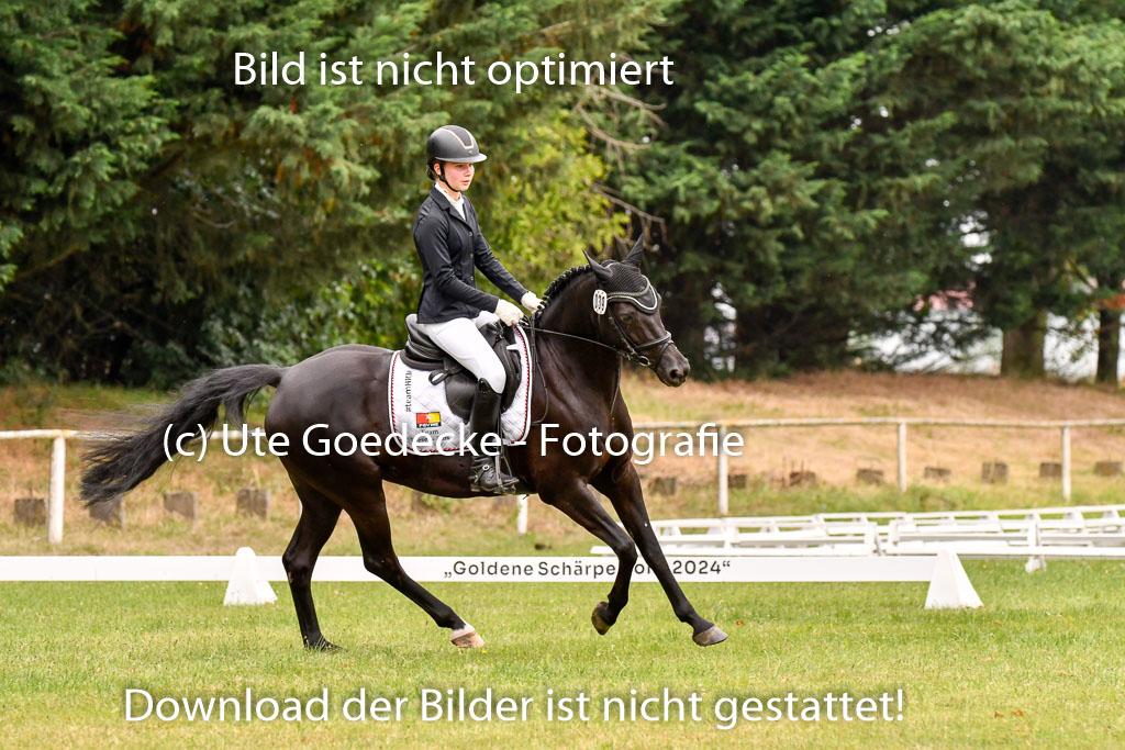 Goldene Schärpe Ponys in Hohenberg Krusemark 2024 | 12072024 Dressur _0550 