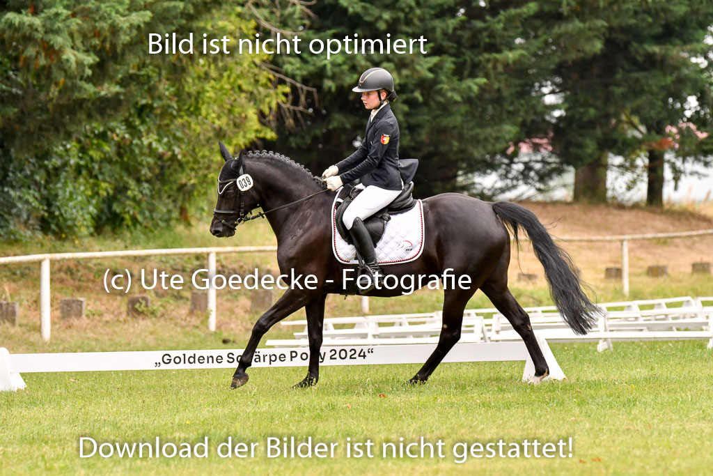 Goldene Schärpe Ponys in Hohenberg Krusemark 2024 | 12072024 Dressur _0551