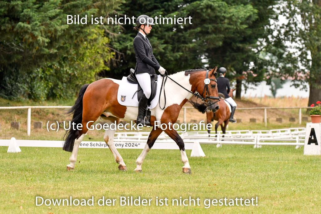 Goldene Schärpe Ponys in Hohenberg Krusemark 2024 | 12072024 Dressur _0570 