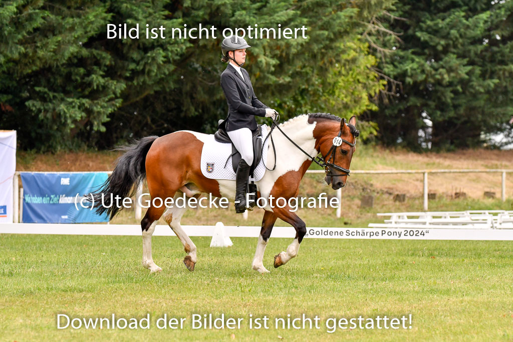 Goldene Schärpe Ponys in Hohenberg Krusemark 2024 | 12072024 Dressur _0572
