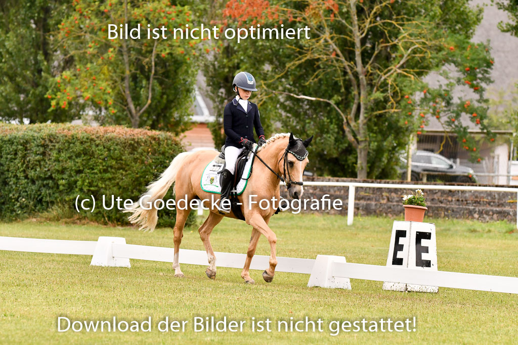 Goldene Schärpe Ponys in Hohenberg Krusemark 2024 | 12072024 Dressur _0588 