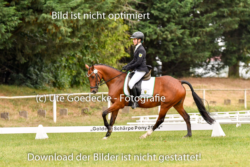 Goldene Schärpe Ponys in Hohenberg Krusemark 2024 | 12072024 Dressur _0595