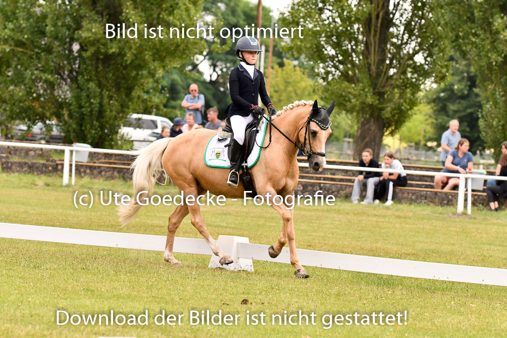 Goldene Schärpe Ponys in Hohenberg Krusemark 2024 | 12072024 Dressur _0598