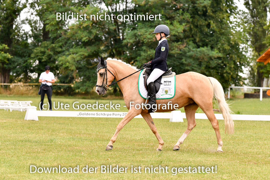 Goldene Schärpe Ponys in Hohenberg Krusemark 2024 | 12072024 Dressur _0604 