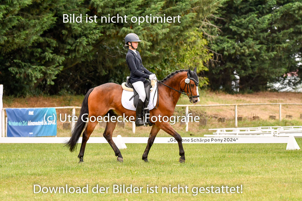Goldene Schärpe Ponys in Hohenberg Krusemark 2024 | 12072024 Dressur _0637