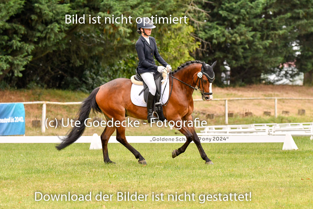 Goldene Schärpe Ponys in Hohenberg Krusemark 2024 | 12072024 Dressur _0639 