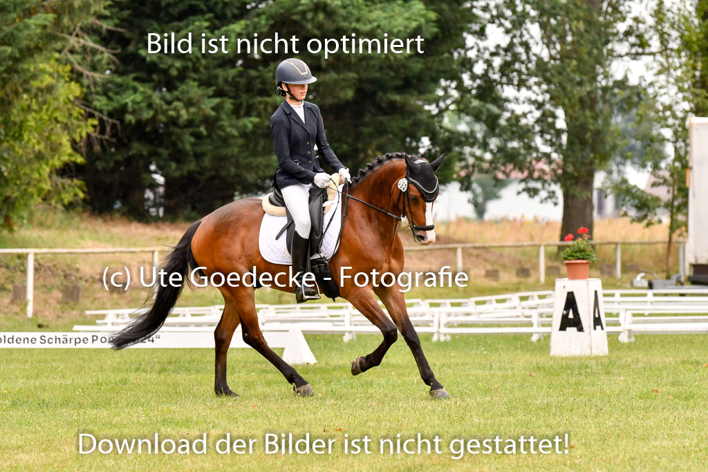 Goldene Schärpe Ponys in Hohenberg Krusemark 2024 | 12072024 Dressur _0640