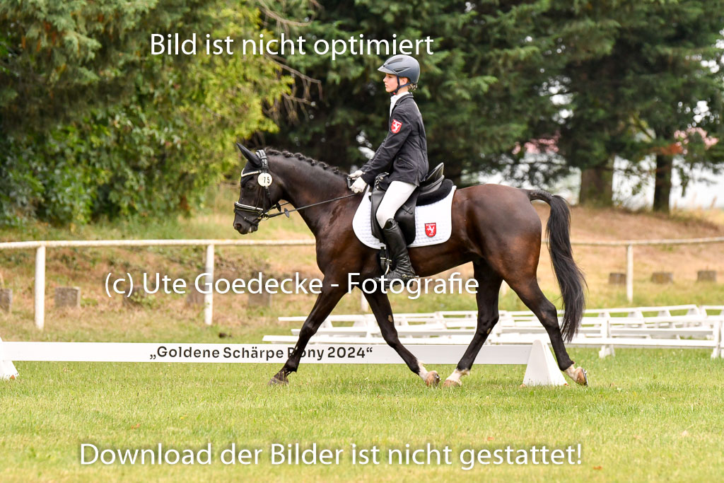 Goldene Schärpe Ponys in Hohenberg Krusemark 2024 | 12072024 Dressur _0665
