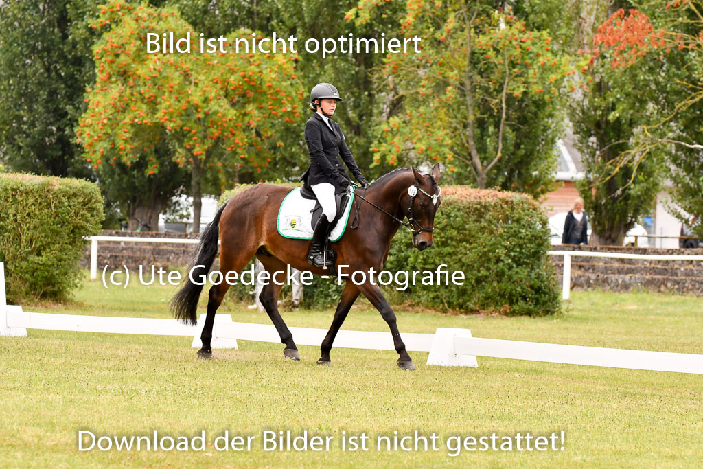 Goldene Schärpe Ponys in Hohenberg Krusemark 2024 | 12072024 Dressur _0708