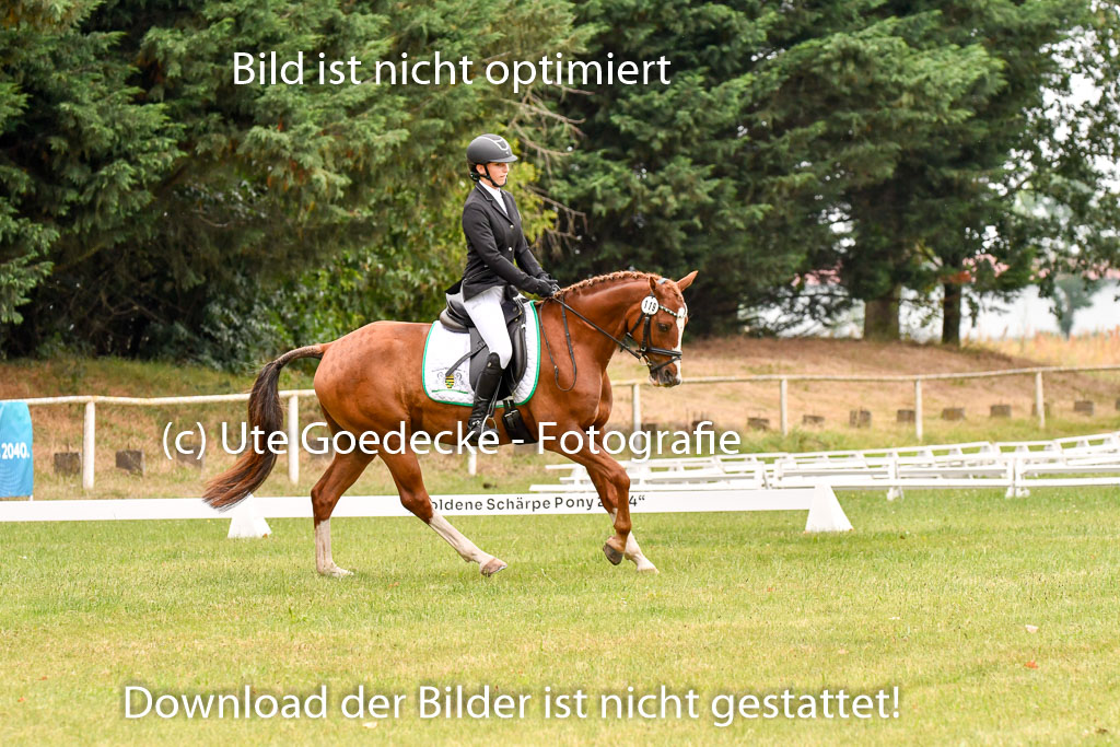 Goldene Schärpe Ponys in Hohenberg Krusemark 2024 | 12072024 Dressur _0709 