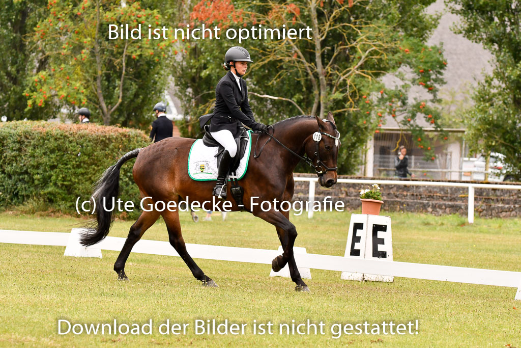 Goldene Schärpe Ponys in Hohenberg Krusemark 2024 | 12072024 Dressur _0712