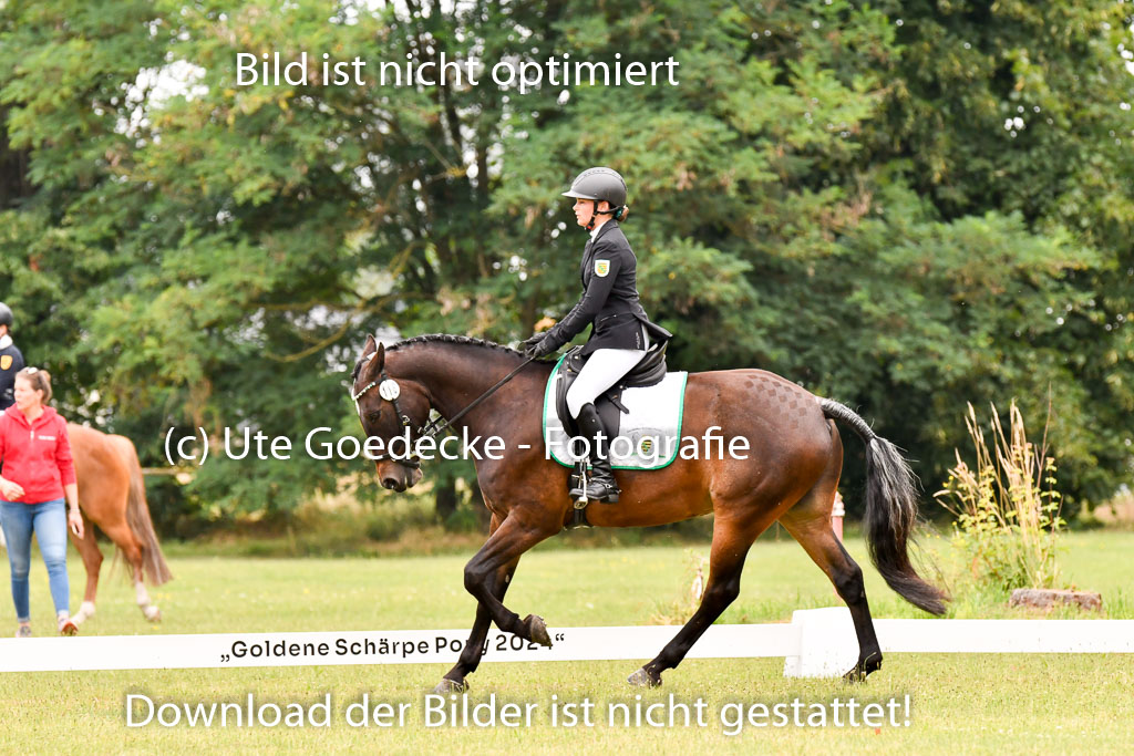 Goldene Schärpe Ponys in Hohenberg Krusemark 2024 | 12072024 Dressur _0716 