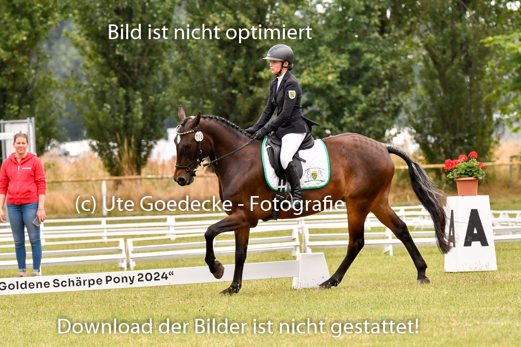 Goldene Schärpe Ponys in Hohenberg Krusemark 2024 | 12072024 Dressur _0718
