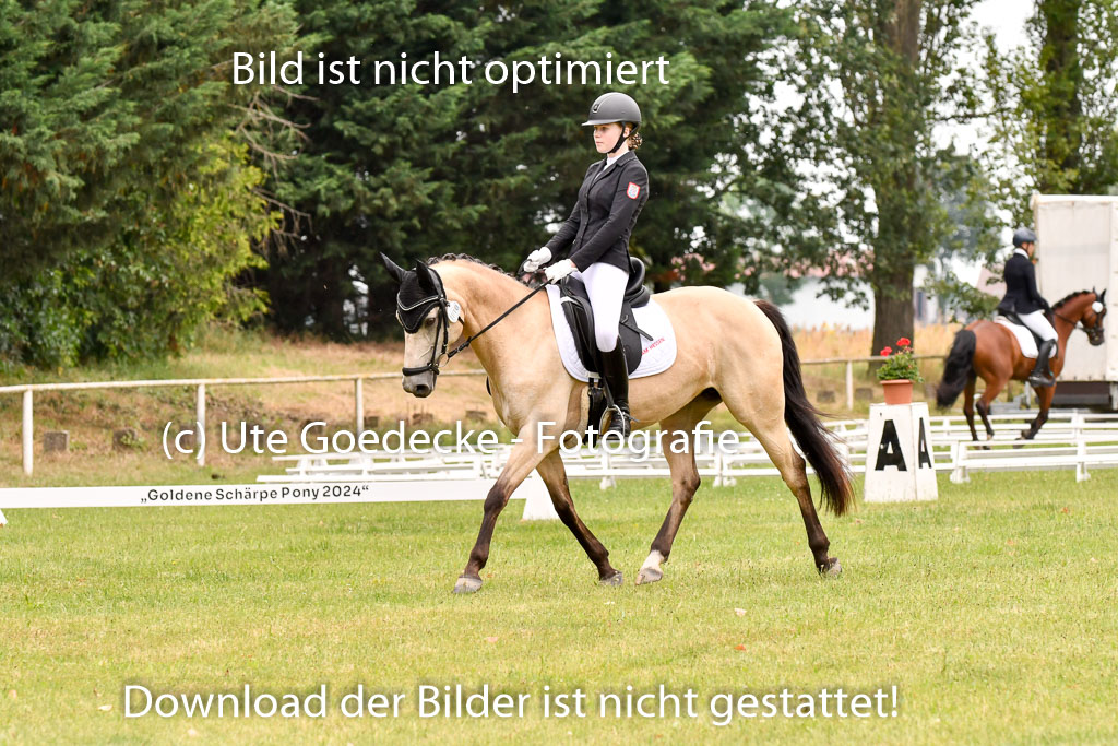 Goldene Schärpe Ponys in Hohenberg Krusemark 2024 | 12072024 Dressur _0719