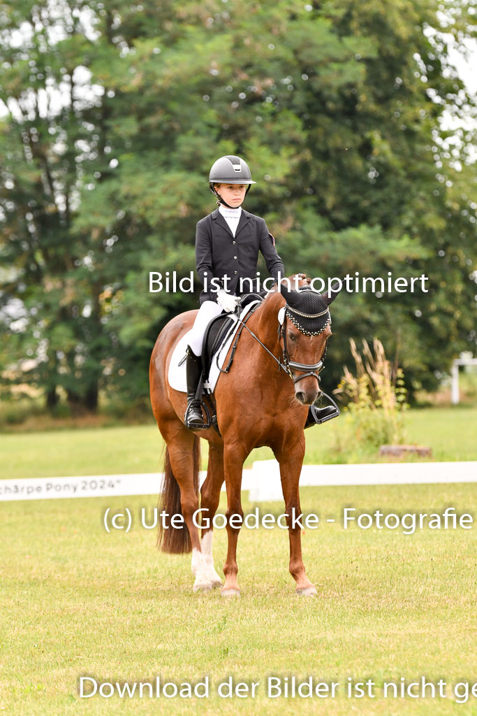 Goldene Schärpe Ponys in Hohenberg Krusemark 2024 | 12072024 Dressur _0724 