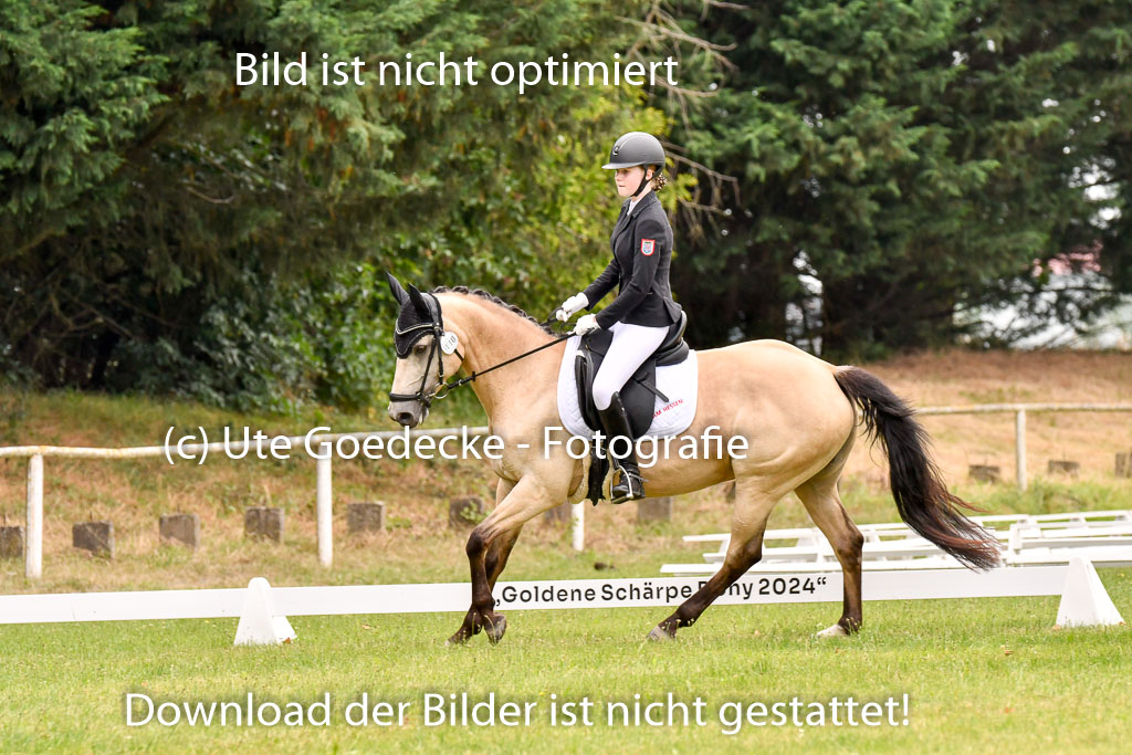 Goldene Schärpe Ponys in Hohenberg Krusemark 2024 | 12072024 Dressur _0725 