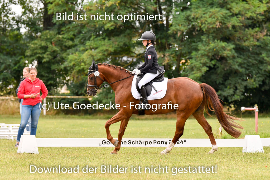 Goldene Schärpe Ponys in Hohenberg Krusemark 2024 | 12072024 Dressur _0732 