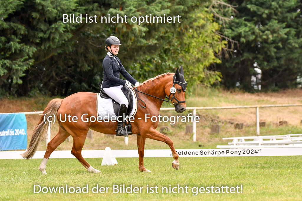 Goldene Schärpe Ponys in Hohenberg Krusemark 2024 | 12072024 Dressur _0741