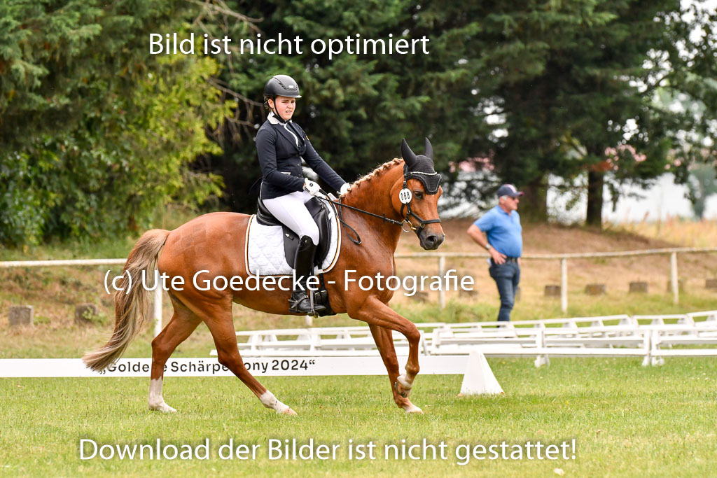 Goldene Schärpe Ponys in Hohenberg Krusemark 2024 | 12072024 Dressur _0742
