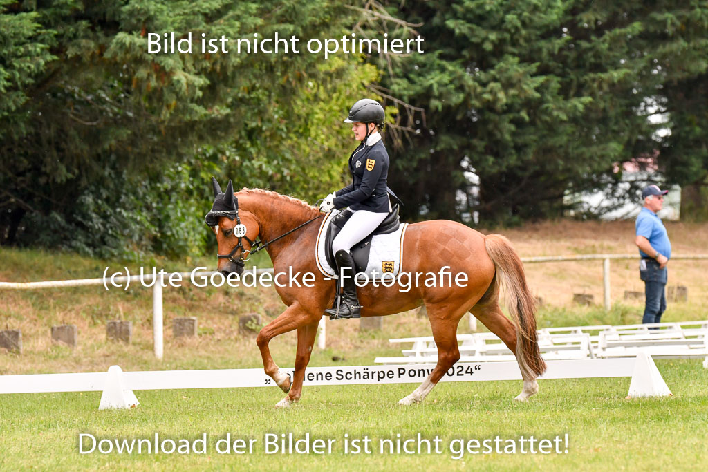 Goldene Schärpe Ponys in Hohenberg Krusemark 2024 | 12072024 Dressur _0743
