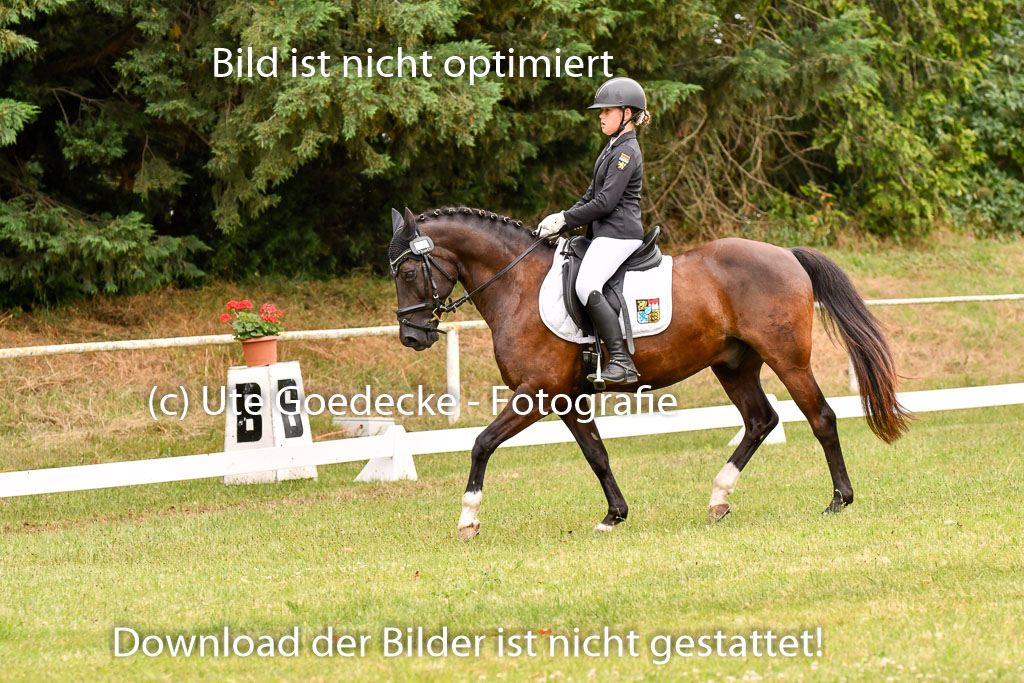 Goldene Schärpe Ponys in Hohenberg Krusemark 2024 | 12072024 Dressur _0760