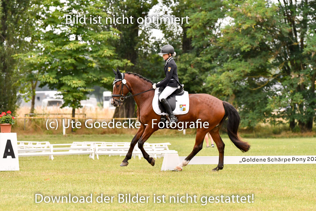 Goldene Schärpe Ponys in Hohenberg Krusemark 2024 | 12072024 Dressur _0775
