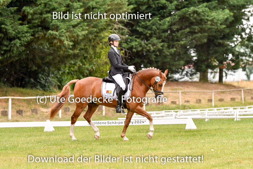 Goldene Schärpe Ponys in Hohenberg Krusemark 2024 | 12072024 Dressur _0861 