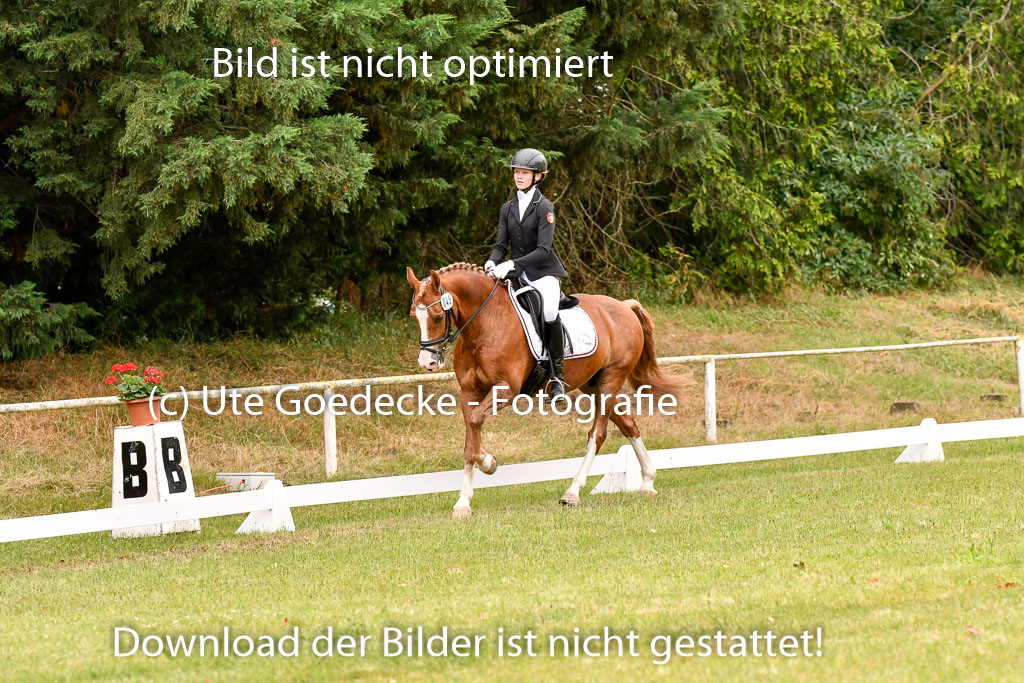 Goldene Schärpe Ponys in Hohenberg Krusemark 2024 | 12072024 Dressur _0864 