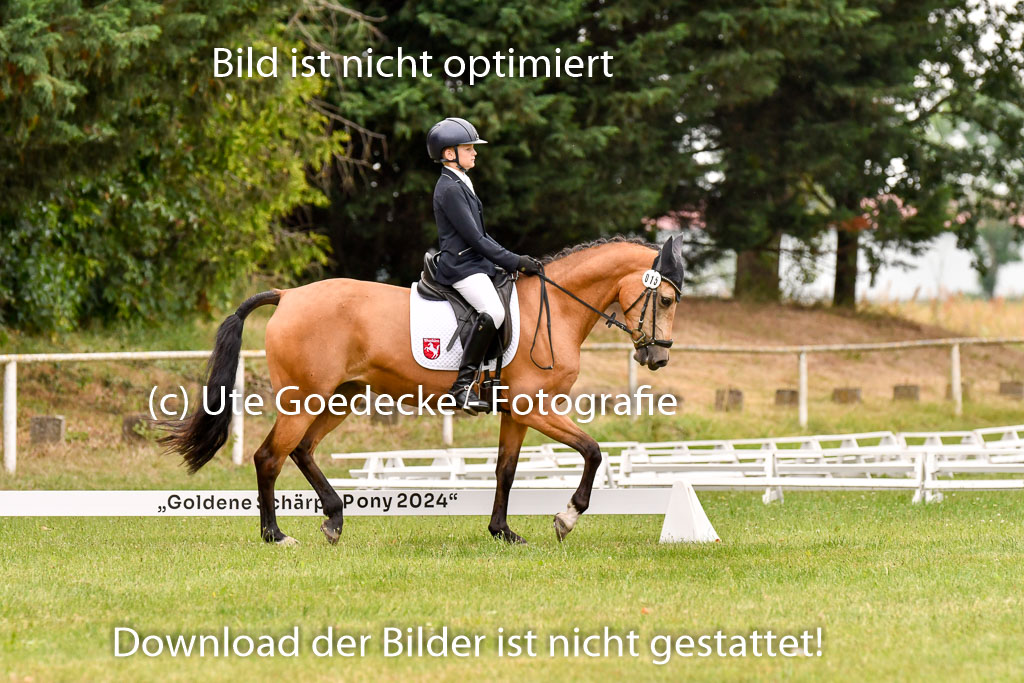 Goldene Schärpe Ponys in Hohenberg Krusemark 2024 | 12072024 Dressur _0878 