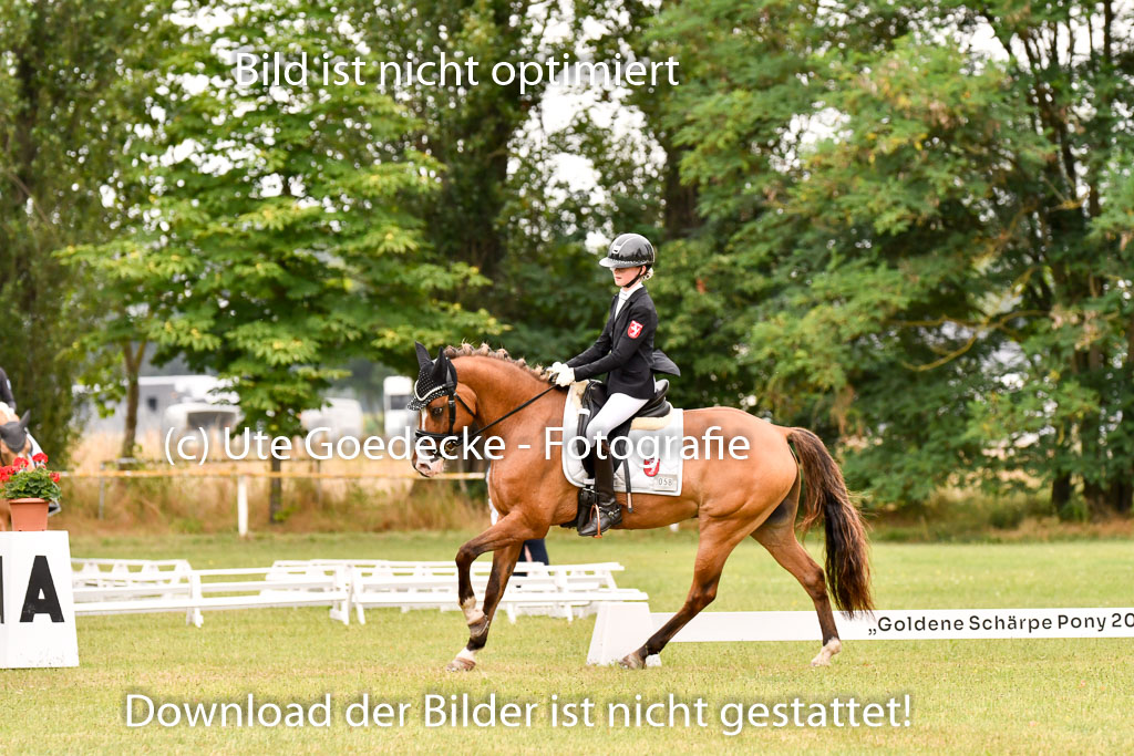 Goldene Schärpe Ponys in Hohenberg Krusemark 2024 | 12072024 Dressur _0891 