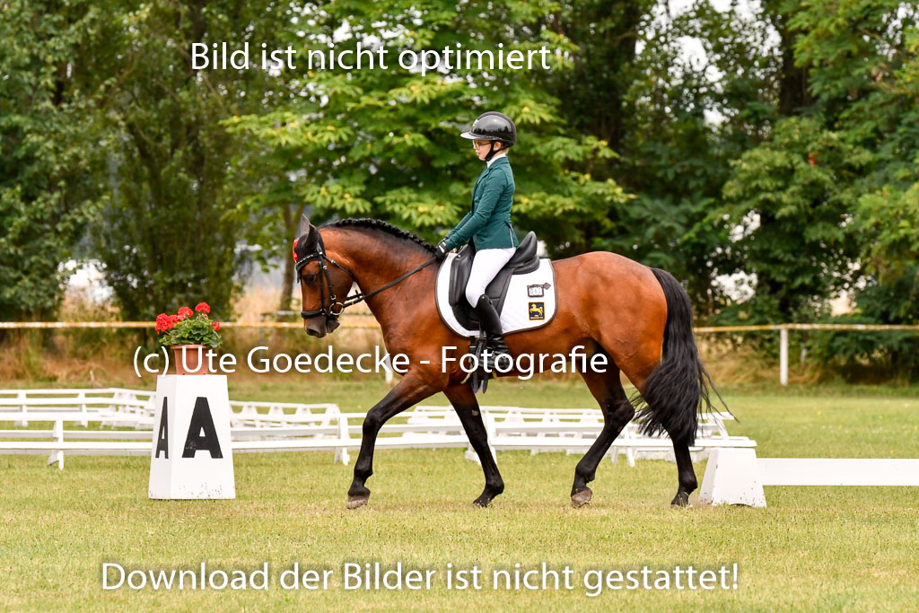 Goldene Schärpe Ponys in Hohenberg Krusemark 2024 | 12072024 Dressur _0919 