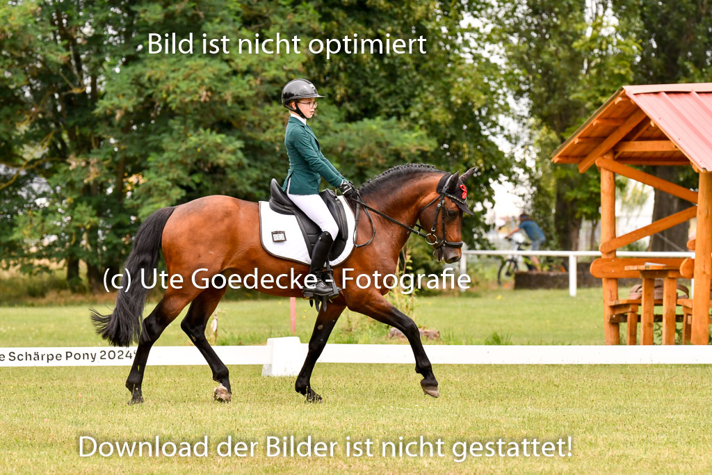 Goldene Schärpe Ponys in Hohenberg Krusemark 2024 | 12072024 Dressur _0923