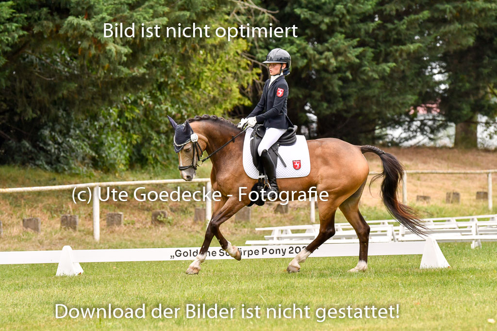 Goldene Schärpe Ponys in Hohenberg Krusemark 2024 | 12072024 Dressur _0975 