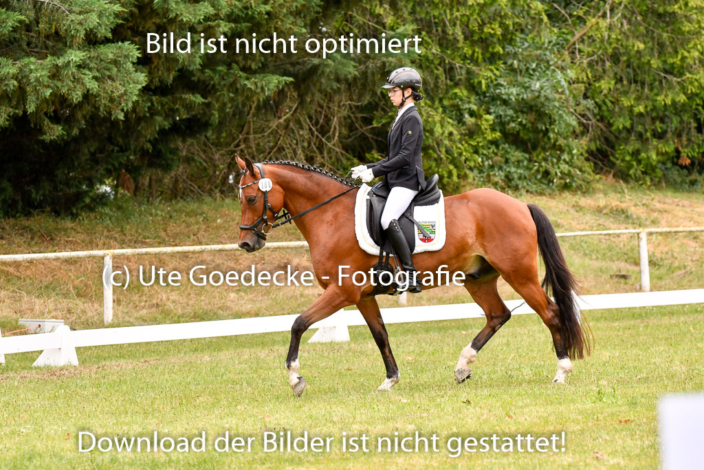 Goldene Schärpe Ponys in Hohenberg Krusemark 2024 | 12072024 Dressur _0993