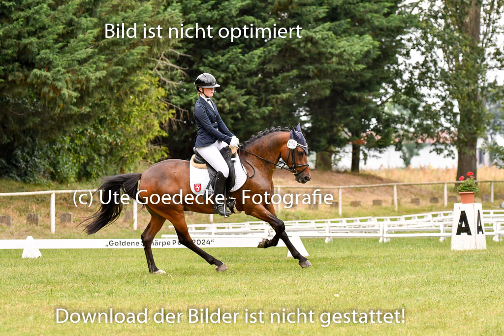 Goldene Schärpe Ponys in Hohenberg Krusemark 2024 | 12072024 Dressur _1013
