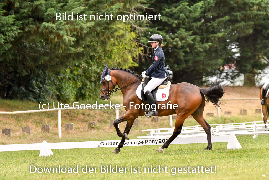 Goldene Schärpe Ponys in Hohenberg Krusemark 2024 | 12072024 Dressur _1015 