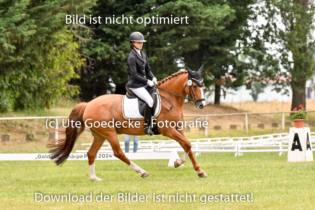 Goldene Schärpe Ponys in Hohenberg Krusemark 2024 | 12072024 Dressur _1044 