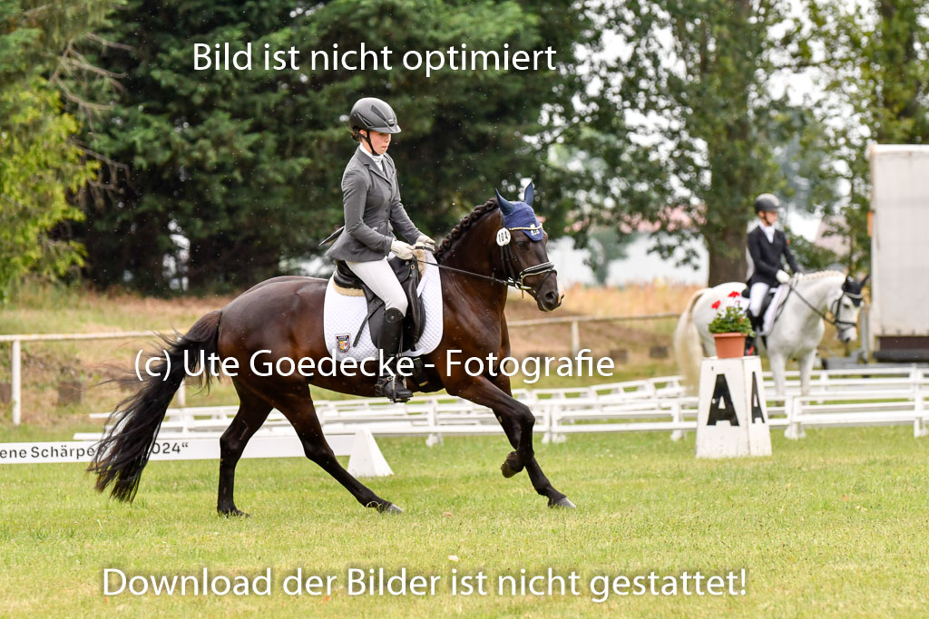 Goldene Schärpe Ponys in Hohenberg Krusemark 2024 | 12072024 Dressur _1107 