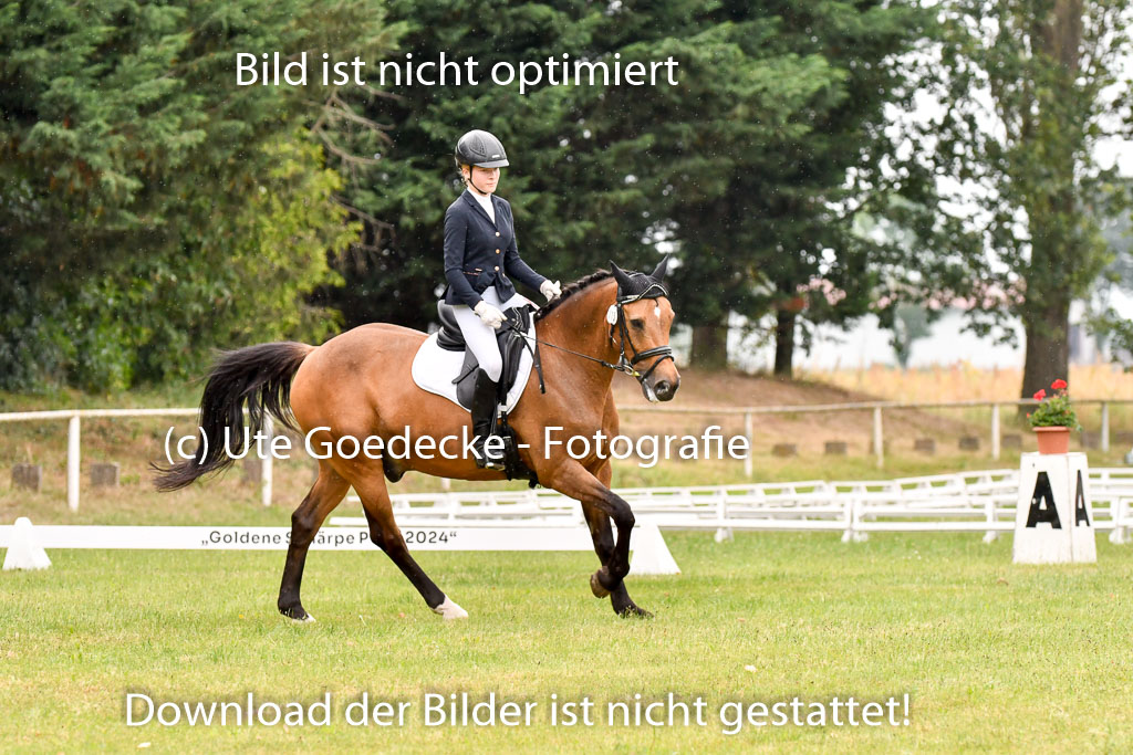 Goldene Schärpe Ponys in Hohenberg Krusemark 2024 | 12072024 Dressur _1148 