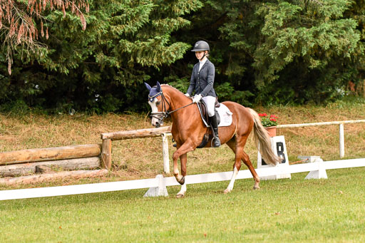 Goldene Schärpe Ponys in Hohenberg Krusemark 2024 | 12072024 Dressur _0013 