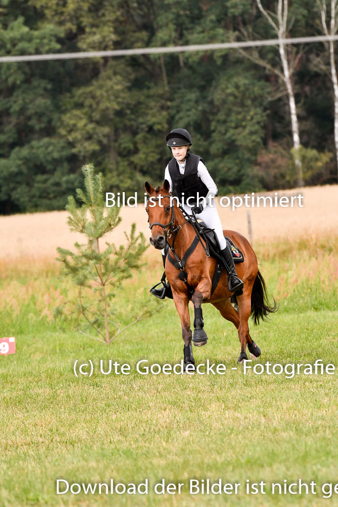 Goldene Schärpe Ponys in Hohenberg Krusemark 2024 | 13072024 Gelände 1 Abt_331