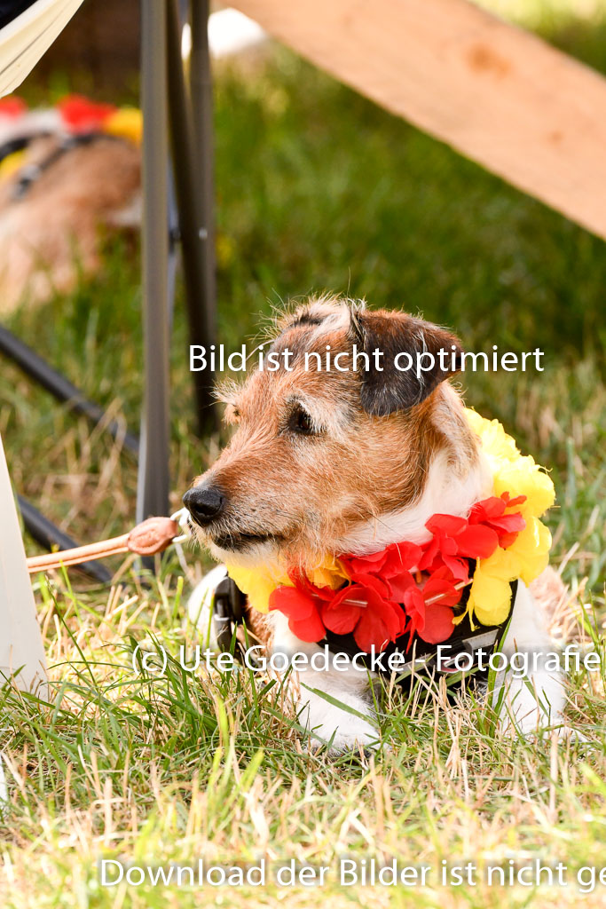 Goldene Schärpe Ponys in Hohenberg Krusemark 2024 | Impressionen GS Pony_010