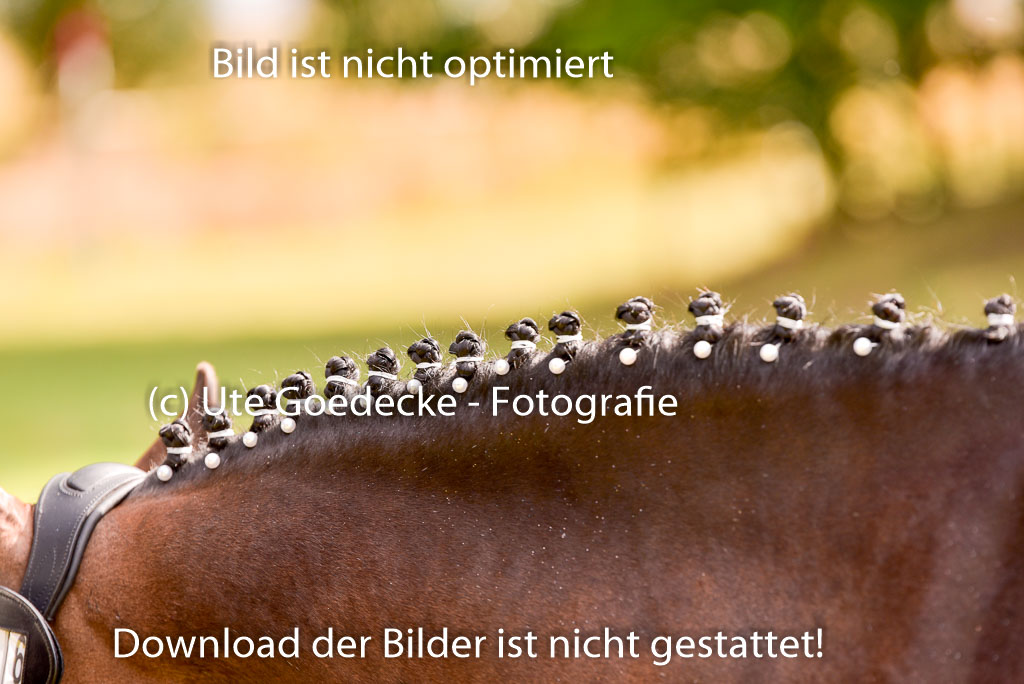 Goldene Schärpe Ponys in Hohenberg Krusemark 2024 | Impressionen GS Pony_034