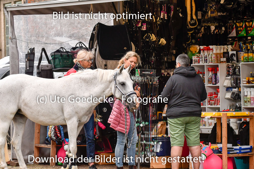 Goldene Schärpe Ponys in Hohenberg Krusemark 2024 | Impressionen GS Pony_078